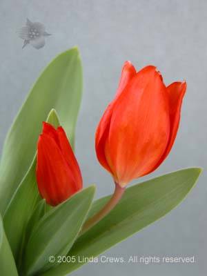 Tulip Duo